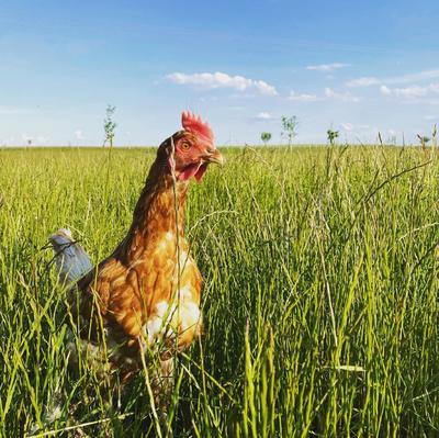 L’Œuf de Célestine