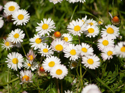 Randonnée de printemps