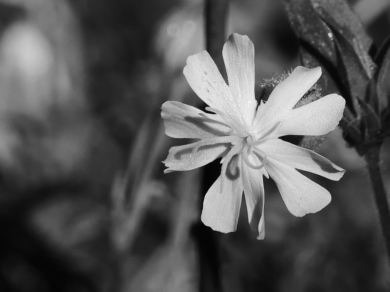 Atelier Photos : le Printemps en Noir &amp; Blanc ?
