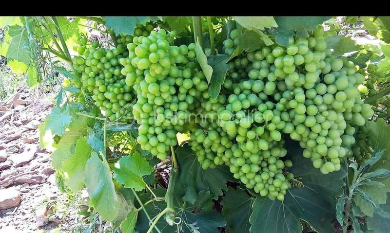 Terrain - 47 000 m²