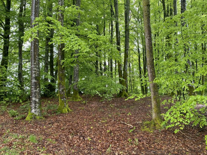 Maison ancienne - 98 m² - 5 pièces