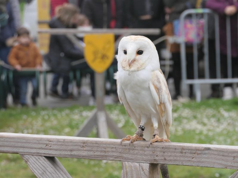 Fête des rapaces et "Spectacle de fauconnerie" à Terres d'Oiseaux