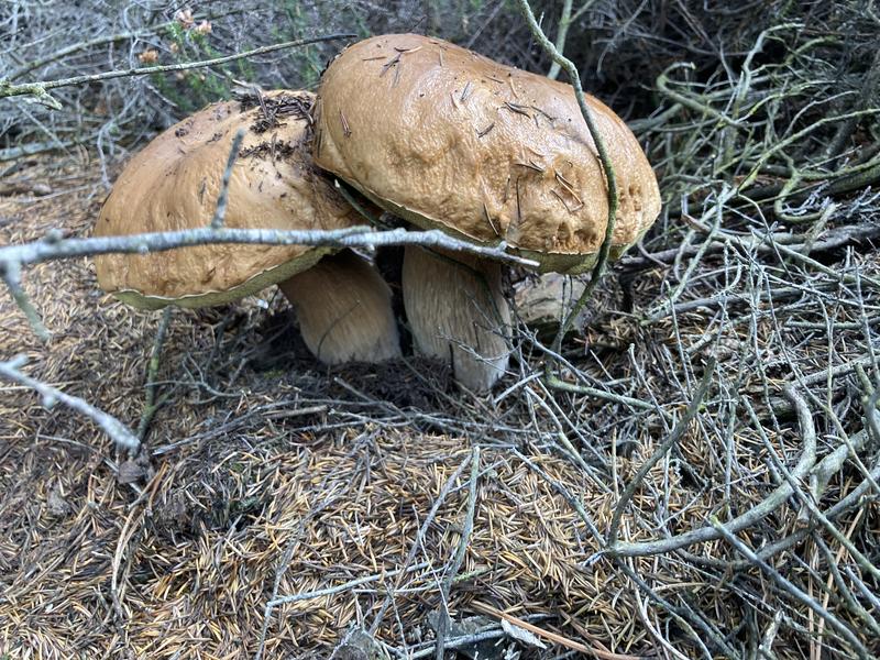 Chez Jeanne et Raphaël