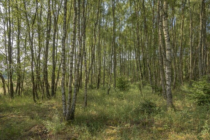 La nature en libre évolution à quoi ça sert ?