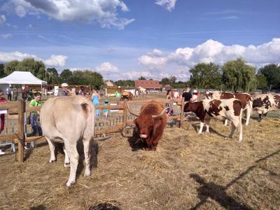 La ferme en fête