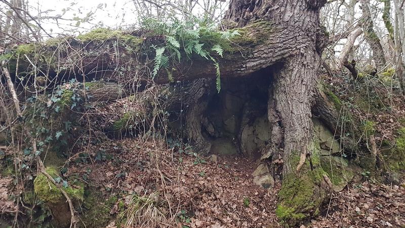 Le secret des arbres