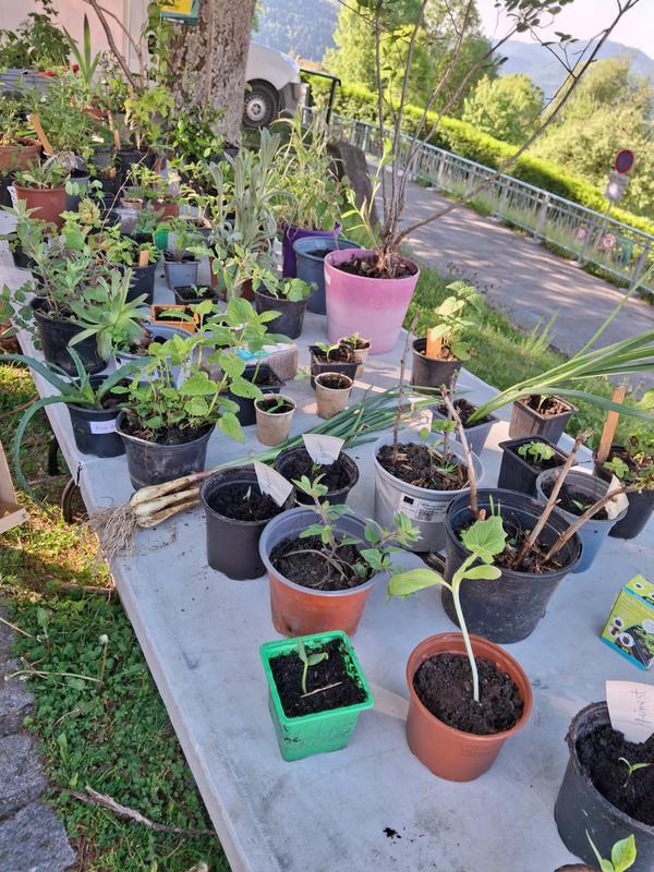 Préparer ses semis et bouturage au printemps