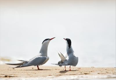 Atelier nature de 3 à 6 ans : Nos amies les sternes