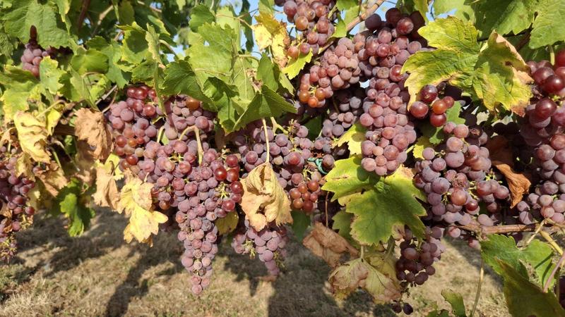 Maison - 166 m² - 6 pièces