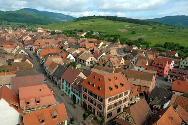 Visite commentée du Sentier viticole de Bergheim