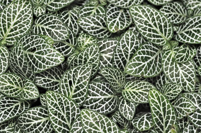 Biennale de Gourdon "Végétal"