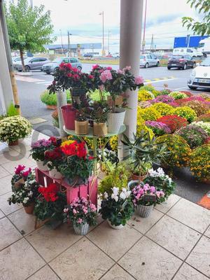 Fonds de commerce - Magasins - 50 m²