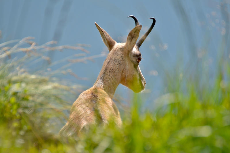 Sortie à la rencontre des chamois