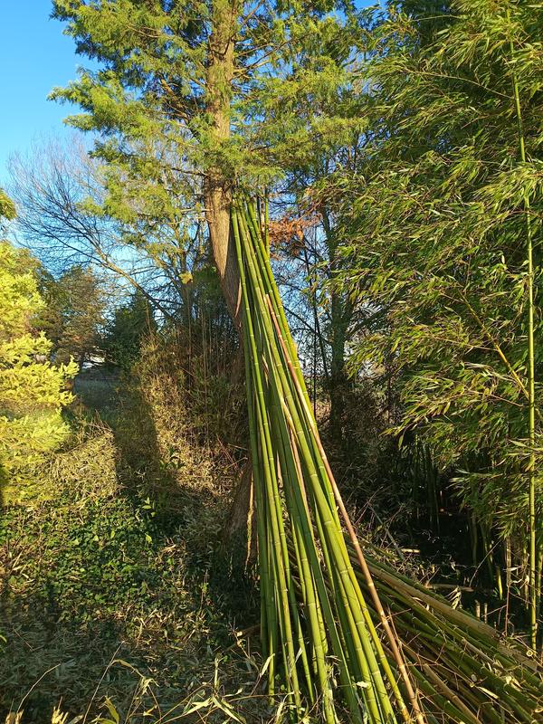 Printemps, stage de piano 3 jours intensifs