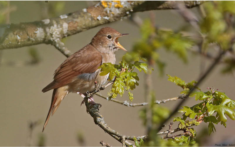 Rendez-vous nature : les chants d'oiseaux