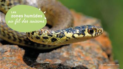 Jmzh : a la découverte du Liron