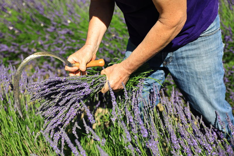 Atelier de distillation à l'ancienne de la lavande au pied du Vercors