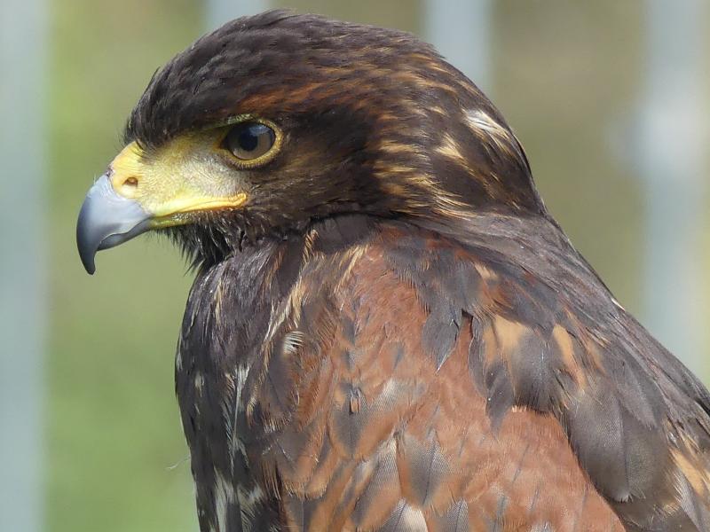Sortie Natura 2000 "Les 4 Fantastiques" : sur les terres des Rapaces Diurnes