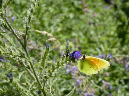 Jardin des Papillons