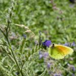 Jardin des Papillons