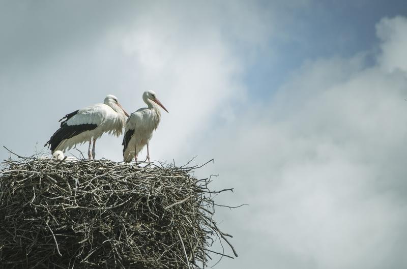 Le nourrissage des cigognes