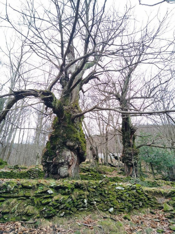 Terrain agricole - 12 330 m²