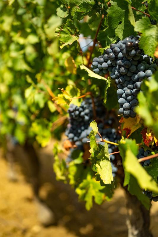 Terrain agricole - 360 000 m²