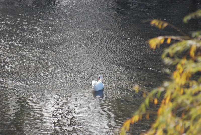 Appartement - 10 m² - 1 pièce