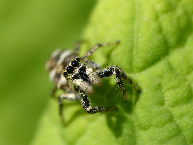 Au fil des araignées