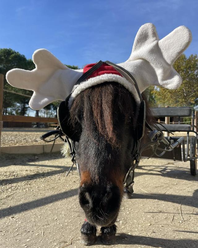 Spectacle de Noël au Cabaret Équestre des Mylords