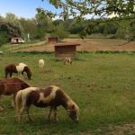 Pension éthologique retraite/repos cheval, âne ou poney