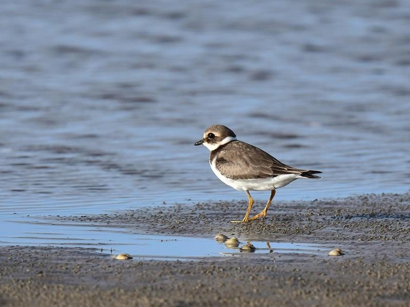 Ca vole dans l'estuaire