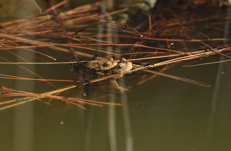 Domaine de Bellenville - les amphibiens