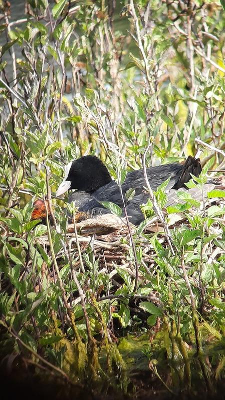 L’oiseau fait son nid