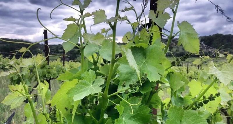 Terrain agricole - 900 m²