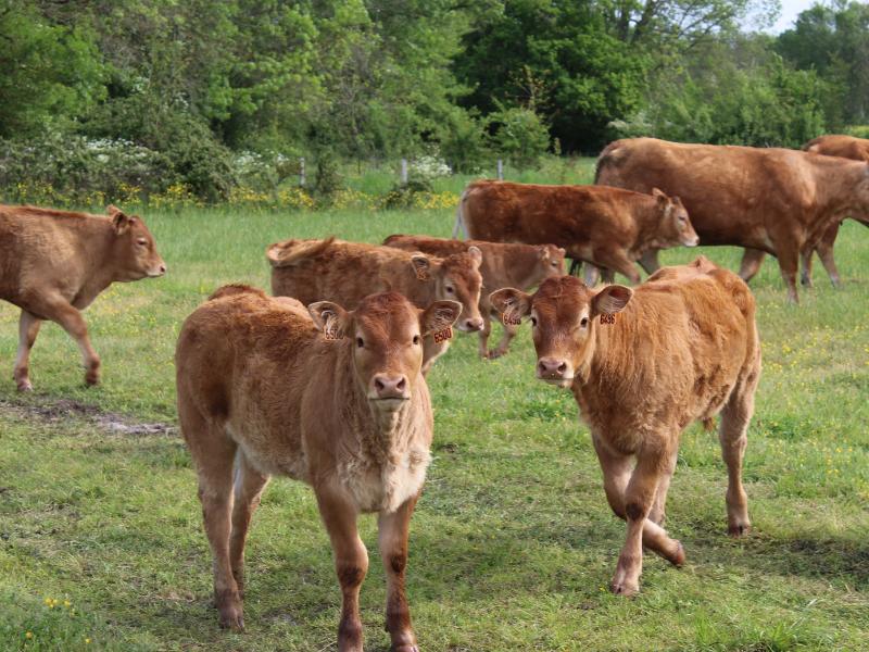 Semaine de la Biodiversité - Balade transhumance et repas à la ferme des prairies de Pallard