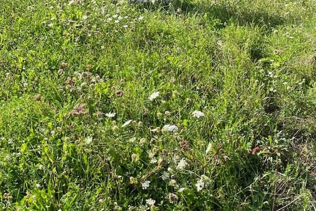 Terrain constructible - 450 m²