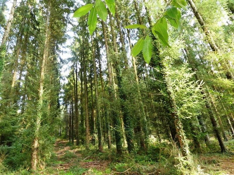 Terrain agricole - 13 280 m²