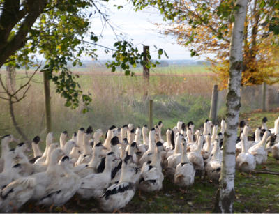 Ferme du Loup Ravissant