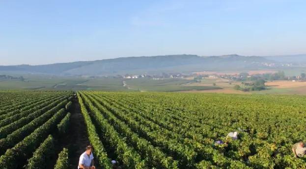 Domaine viticole Champagne Coche