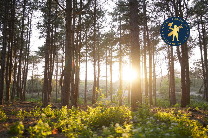 Visite guidée "La forêt du Touquet au crépuscule"
