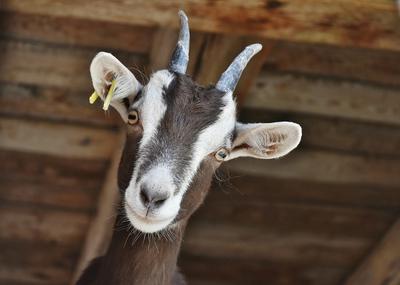 La balade des chèvres à la Ferme du Poney Fringant d'Azérables