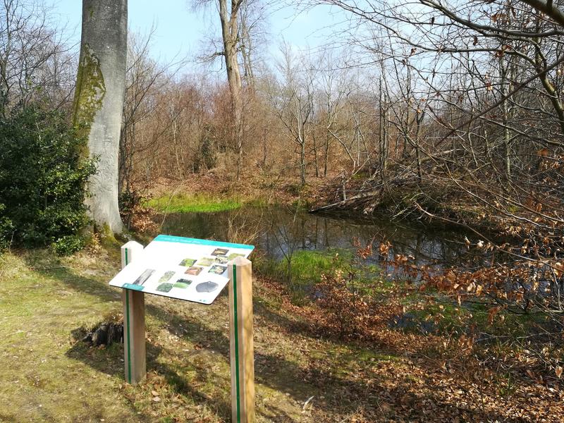 Sortie nature - Mares en forêt d'Arques