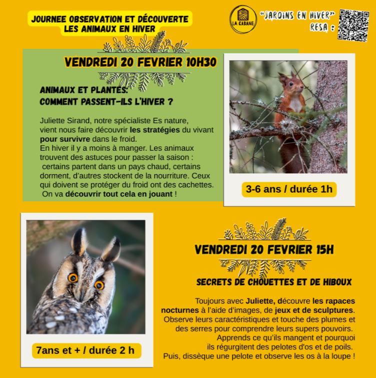 Secrets de chouettes et de hiboux