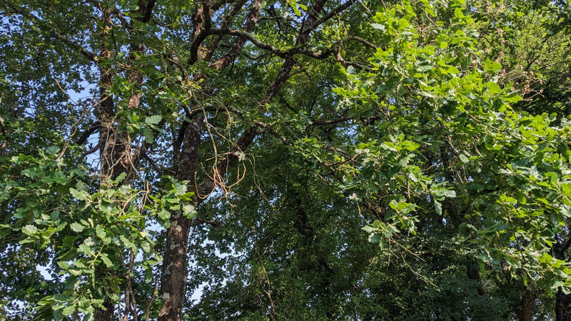 Terrain - 45 170 m²