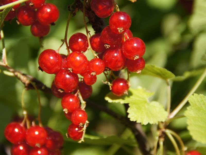 Marché de la groseille