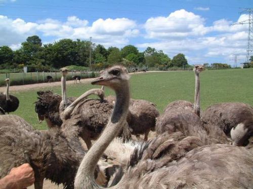 Autruches de la Saudraye