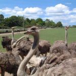 Autruches de la Saudraye