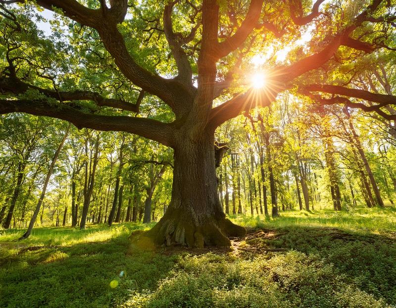 Célébrons le soleil, une invitation à la lumière et à la vitalité