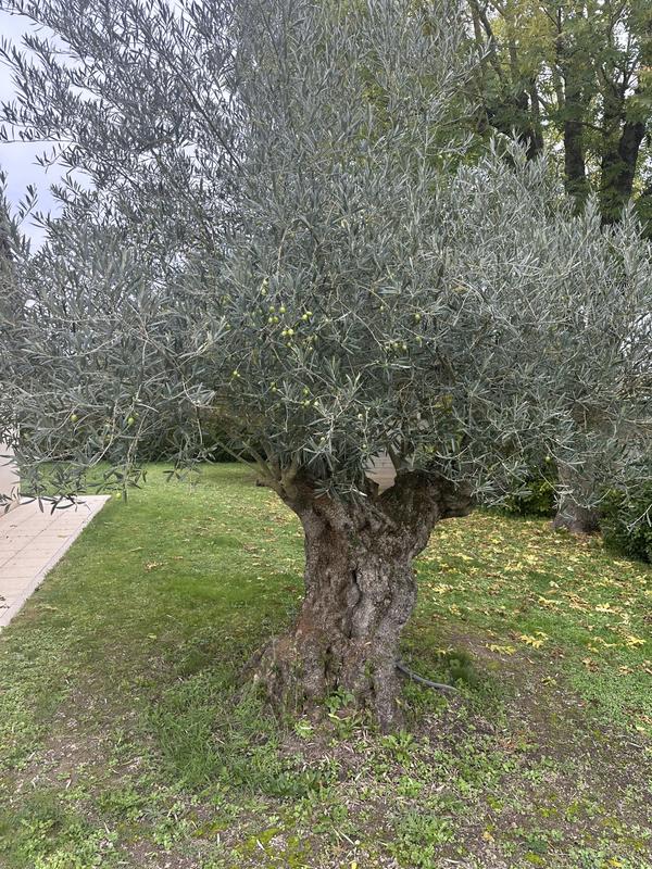 Maison - 450 m² - 15 pièces